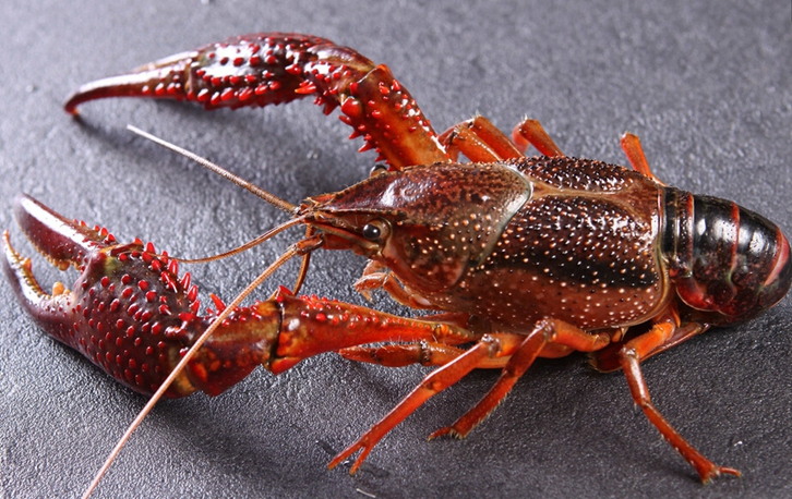 鮮活龍蝦進(jìn)口報關(guān)流程