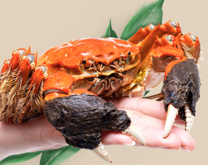 進口鮮活螃蟹報關(guān)