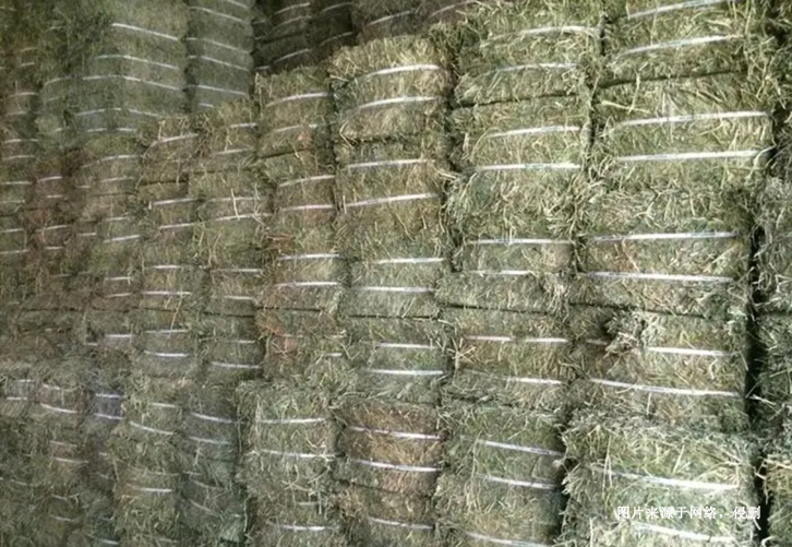 進口蘇丹苜蓿草報關資料