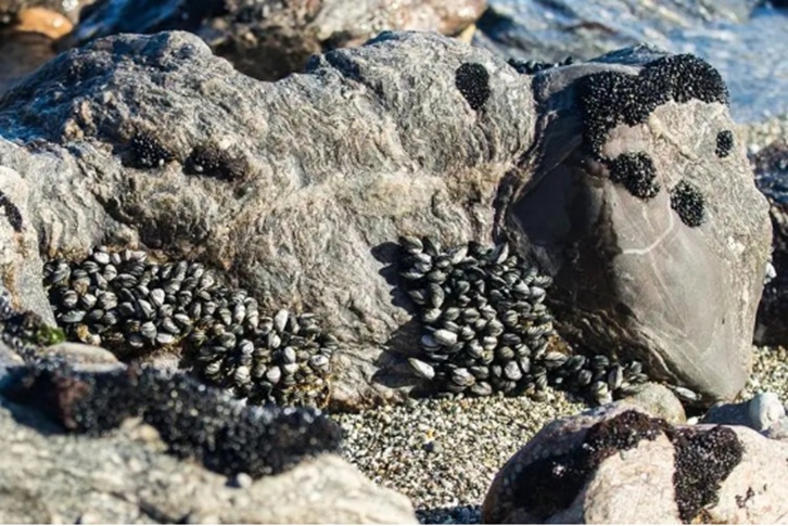 巖石進(jìn)口清關(guān)