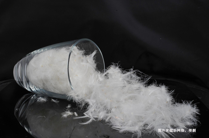 法國水洗羽絨羽毛進口報關資料