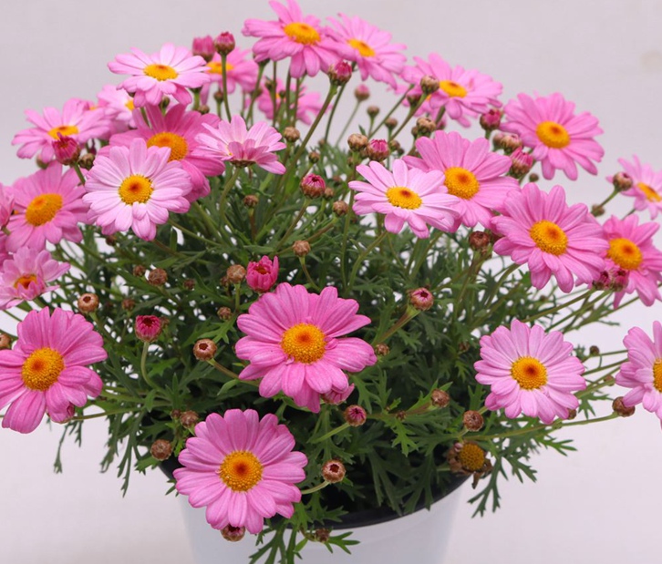 廣州花卉進(jìn)口報(bào)關(guān)資料