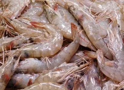 上海進口加拿大北極蝦報關(guān)流程-20年水產(chǎn)品報關(guān)行