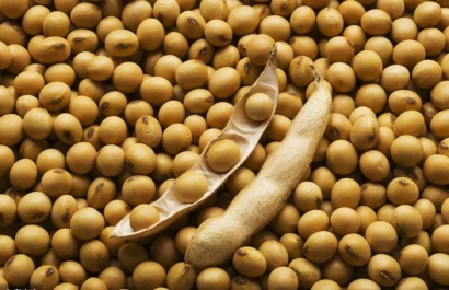 大豆進口報關(guān)報檢流程_一般貿(mào)易進口大豆-高效通關(guān)