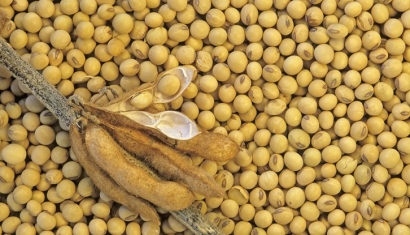 大豆進(jìn)口清關(guān)費用大概多少-省時省力省錢