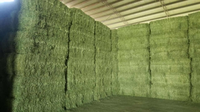 青島進(jìn)口苜蓿草清關(guān)流程？苜蓿草進(jìn)口準(zhǔn)入國(guó)家