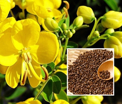 印度藥材決明子進(jìn)口報(bào)關(guān)流程和報(bào)關(guān)資料