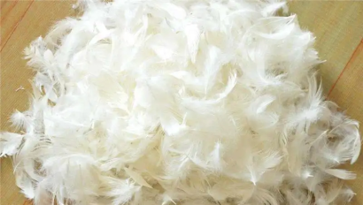 匈牙利羽絨鴨毛進口報關(guān)資料_火雞毛、羊毛清關(guān)流程