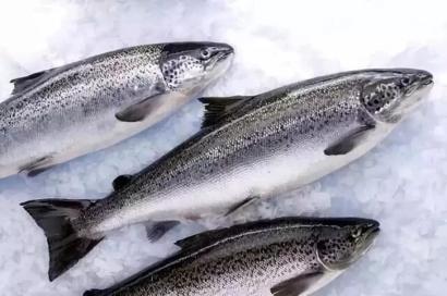 廣州進(jìn)口挪威三文魚(yú)清關(guān)流程_水產(chǎn)品空運(yùn)報(bào)關(guān)費(fèi)用