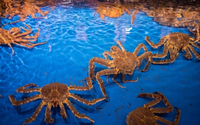 鮮活帝王蟹進(jìn)口清關(guān)