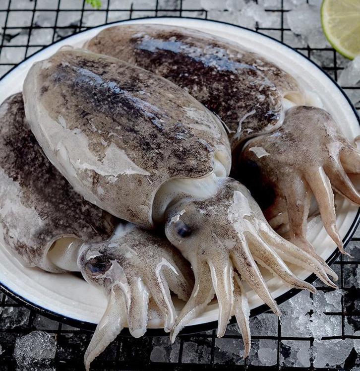 摩洛哥冷凍墨魚(yú)進(jìn)口報(bào)關(guān)費(fèi)用